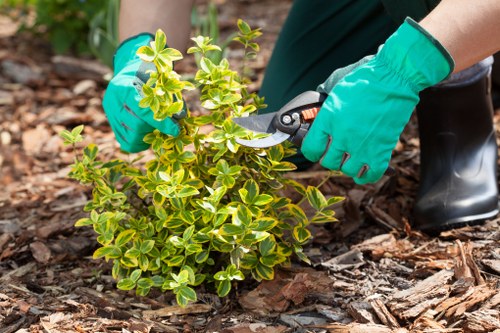 Gardeners working together in Norwood community garden