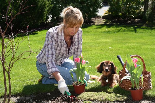 Pruning and trimming shrubs for a tidy garden